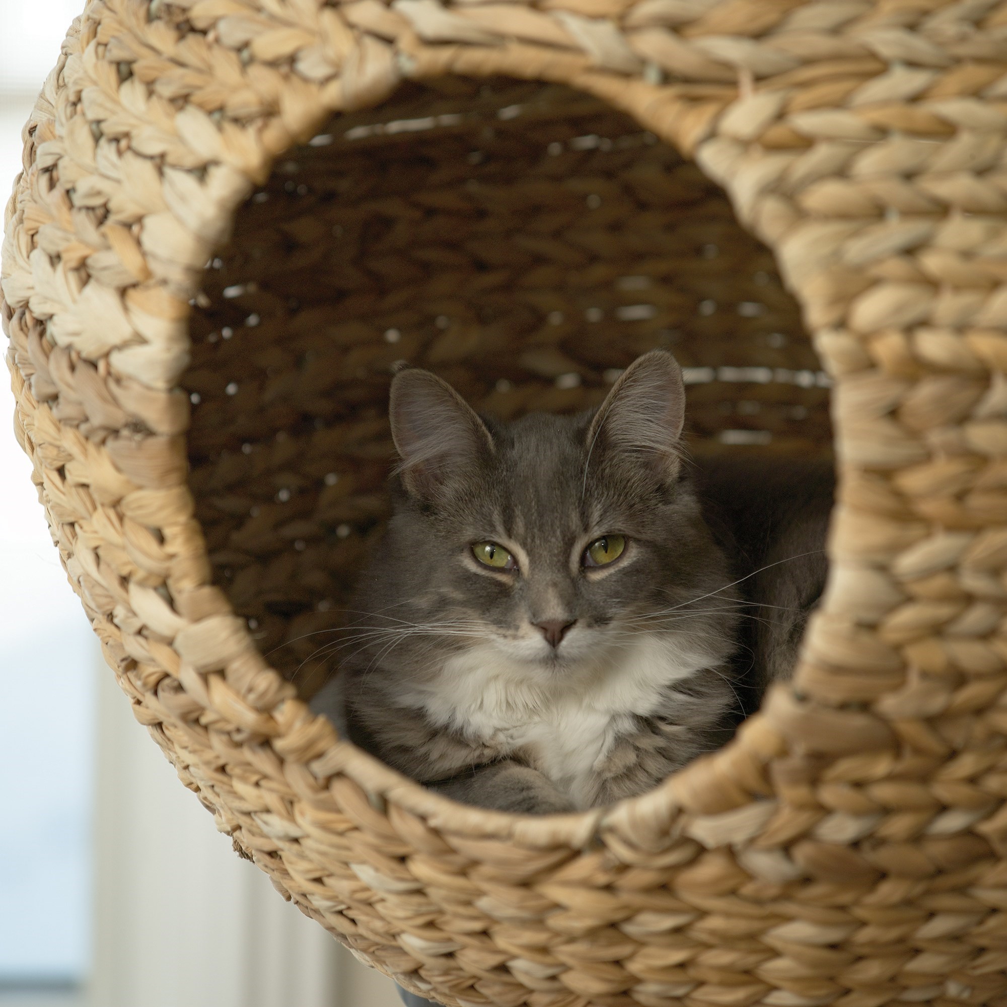 Sauder Pet Home 416821 Wicker Natural Sphere Cat Tower with Cushion Corner Furniture Miscellaneous Accessories